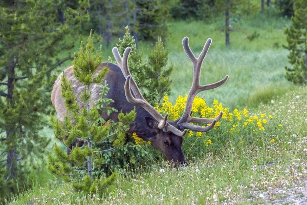 Colorado, Rocky Mountain NP Bull elk grazing